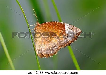 Pictures of Tropical butterfly, Common palmfly, Elymnias.
