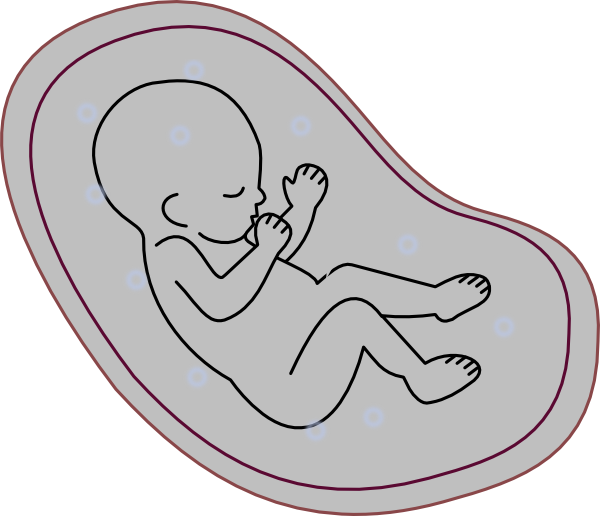 Human Embryo Clip Art at Clker.com.