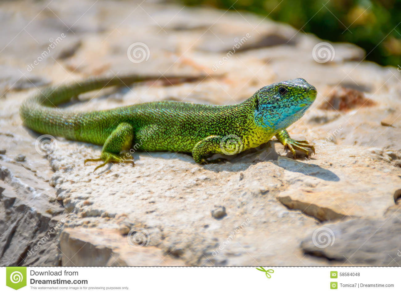 Green Emerald Gecko Lizard Sunbathing On A Rock Stock Photo.