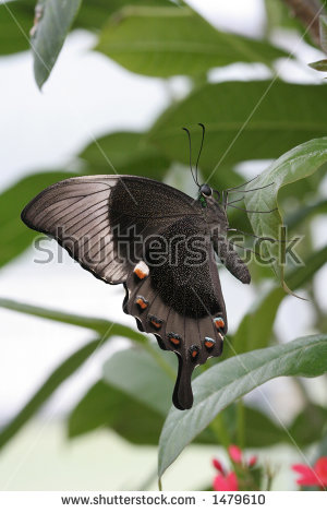 Emerald Swallowtail Butterfly Stock Photos, Royalty.