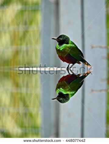 Emerald Starling Stock Photos, Royalty.