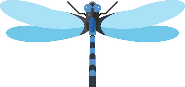 Beautiful Dragonfly Pictures Clip Art, Vector Images.
