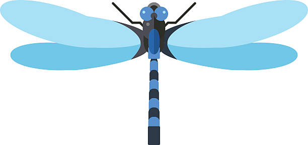 Emperor dragonfly clipart 20 free Cliparts | Download images on ...