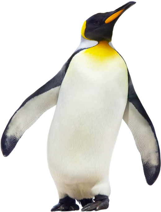 Penguin Clipart Emperor Penguin.