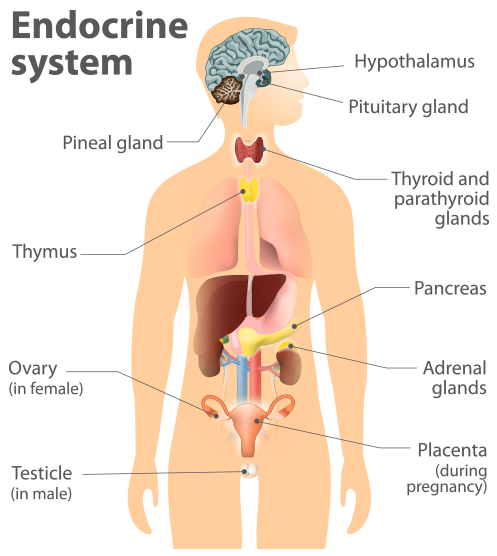 Your Endocrine System.