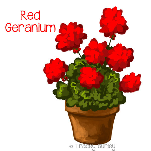 Potted geranium.