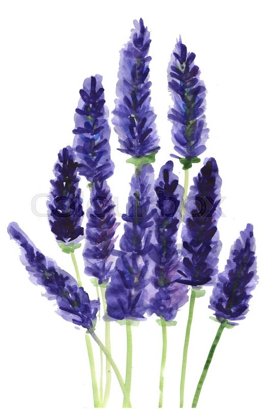 Lavender watercolor clip art\Hand.