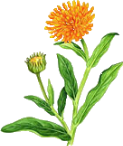 Marigold clip art free.