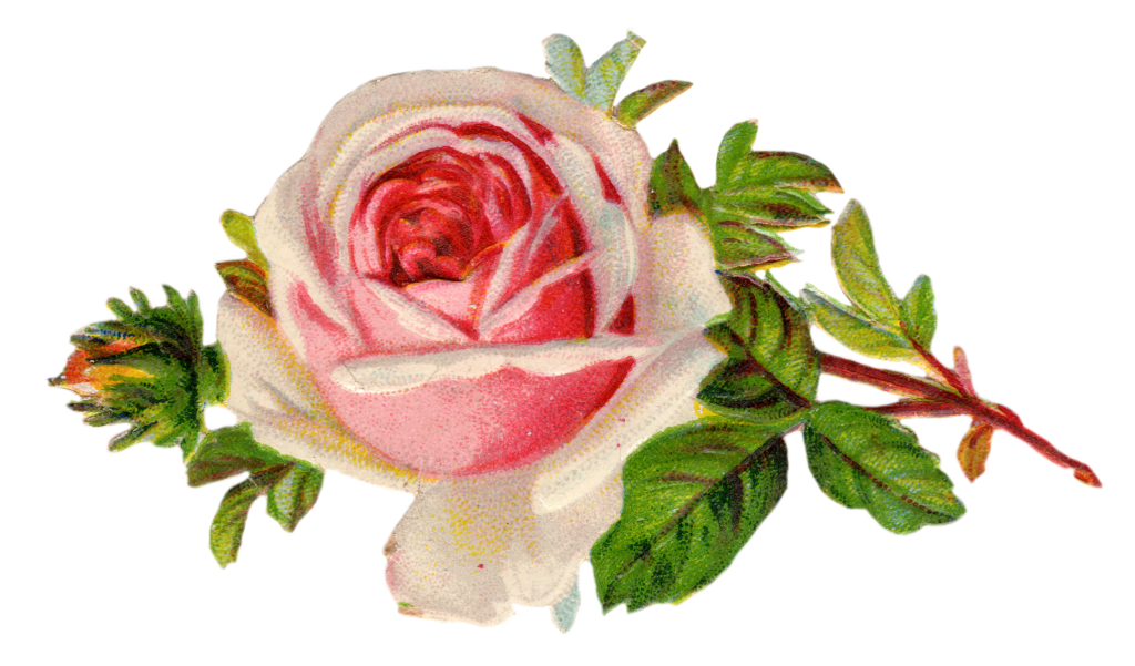 English rose clipart.
