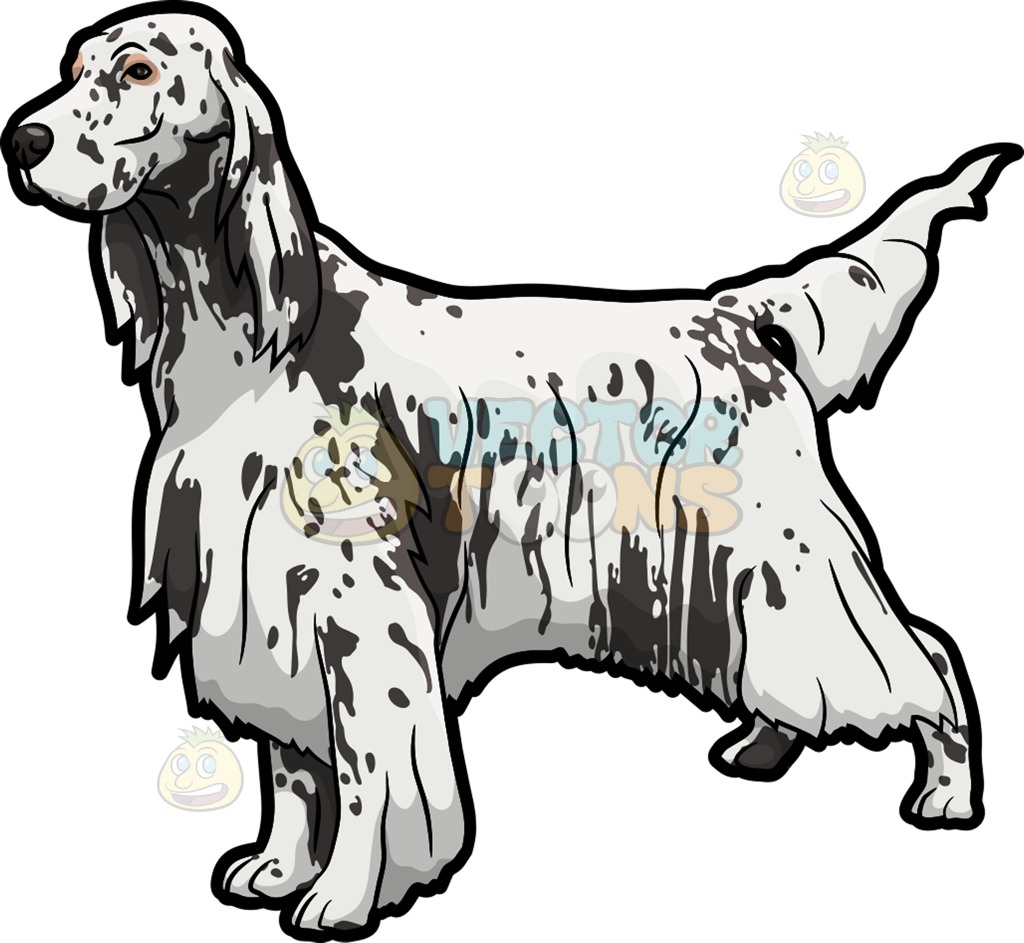 English setter clipart 20 free Cliparts | Download images on Clipground