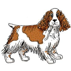 Springer spaniel clipart 20 free Cliparts | Download images on