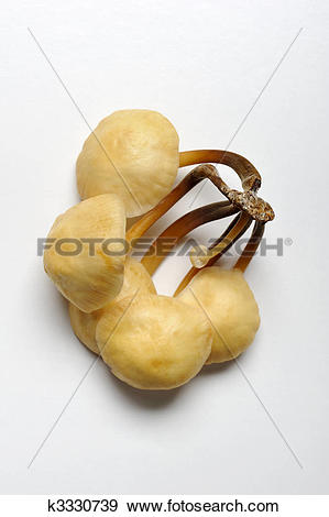 Stock Photograph of Enokitake or called enokidake. k3330739.