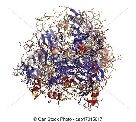 Clipart of Ceruloplasmin ferroxidase enzyme. Catalyses iron.