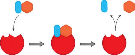 lock and key model of enzyme action