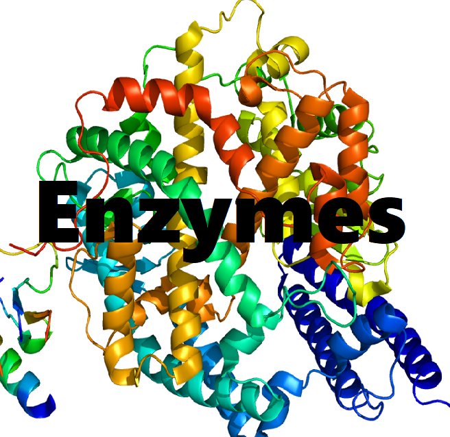 enzymes clipart 10 free Cliparts | Download images on Clipground 2021