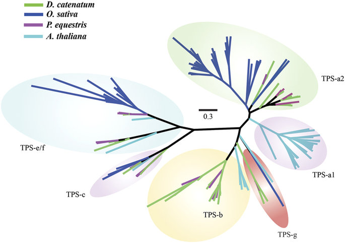 The Dendrobium catenatum Lindl. genome sequence provides insights.