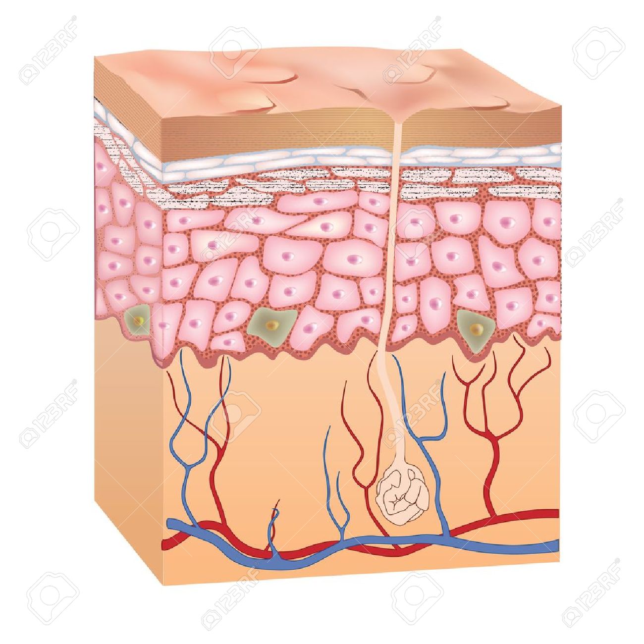 Human Skin Structure Vector Illustration Of Epidermis Anatomy.