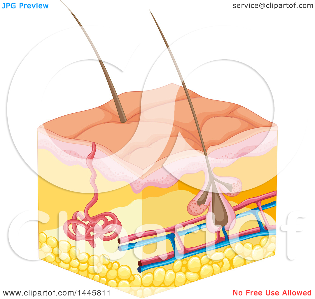 Clipart of a Medical Diagram of Hair Follicles in the Epidermis.
