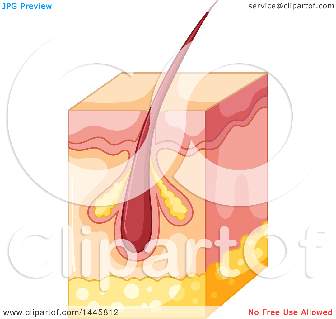 Clipart of a Medical Diagram of a Hair Follicle in the Epidermis.