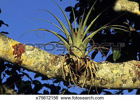 Epiphyte Stock Photo Images. 317 epiphyte royalty free images and.
