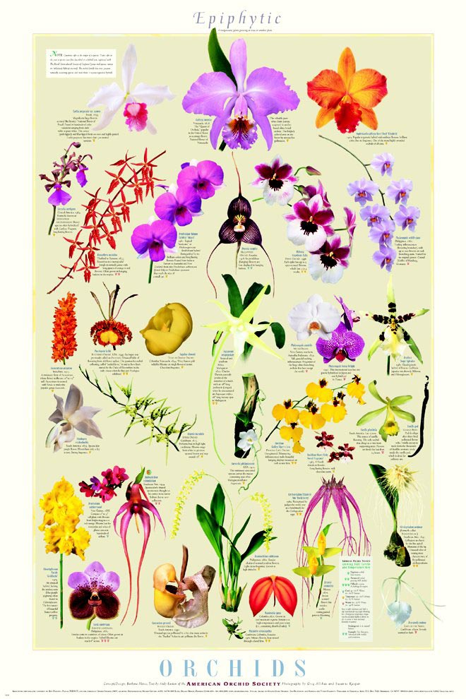 1000+ images about Orchid pots on Pinterest.