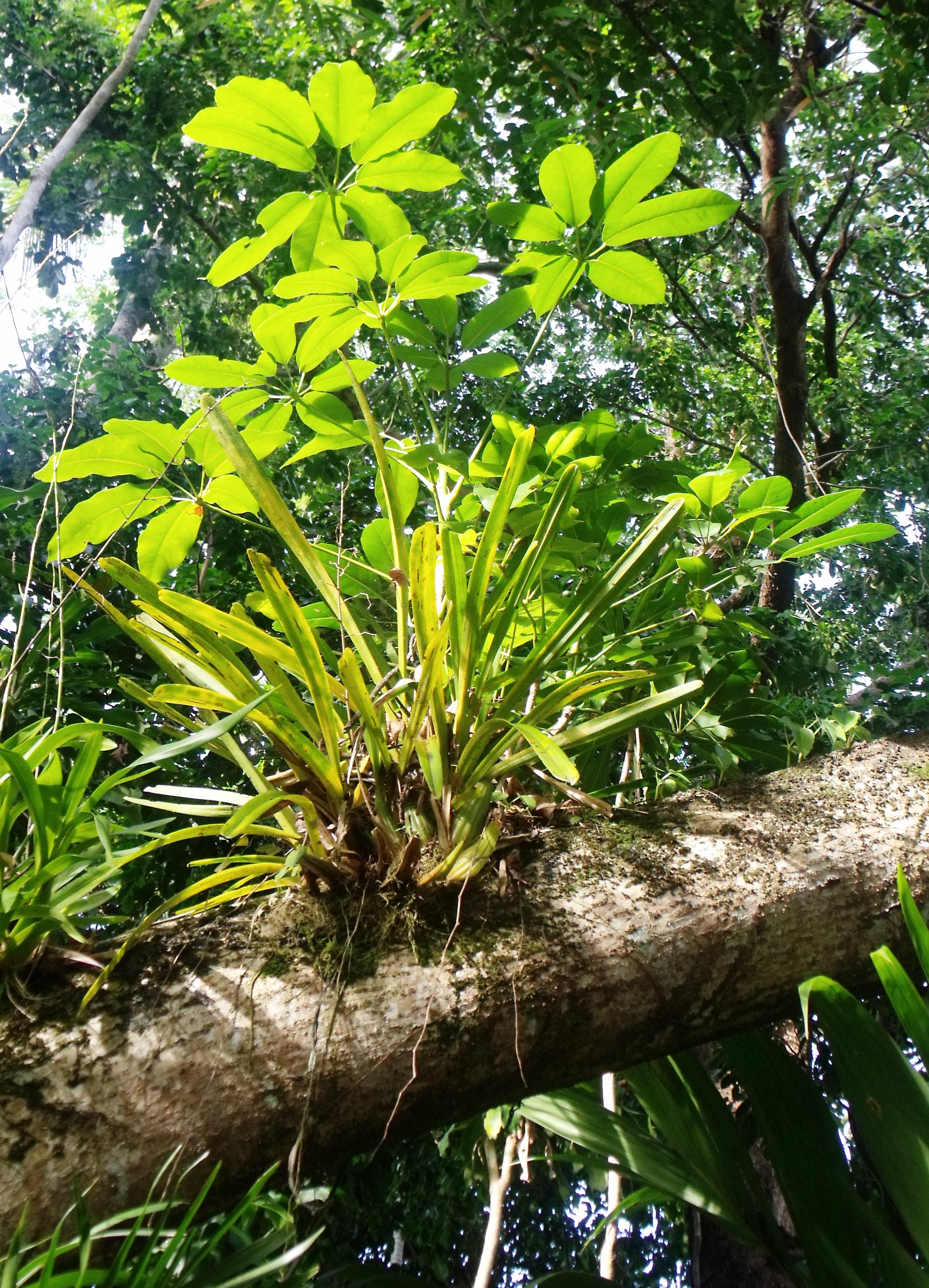 Unique plants. Эпифиты сельвы. Амазонка Эпифиты. Растительность сельвы. Растения в естественной среде.