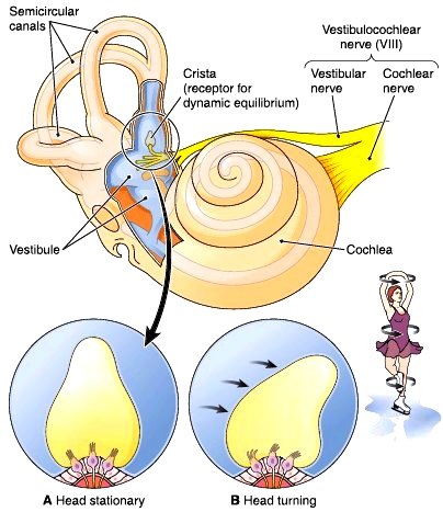 The Ear. The Outer Ear. The Middle Ear and Ossicles. The Inner Ear.