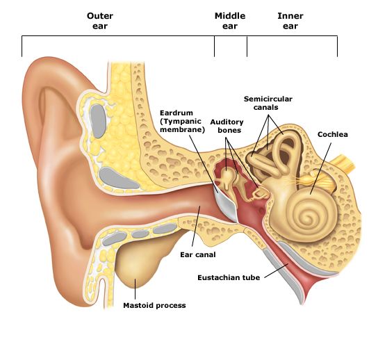 1000+ ideas about External Ear Anatomy on Pinterest.