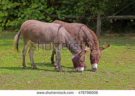 Equus Africanus Asinus Stock Photos, Royalty.