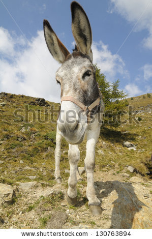 Funny Donkey Equus Africanus Asinus Stock Photo 86516959.