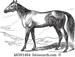 Equus Clip Art Royalty Free. 146 equus clipart vector EPS.