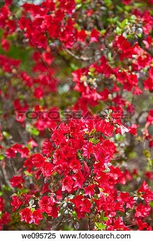Stock Image of Rhododendron is a genus of flowering plants in the.