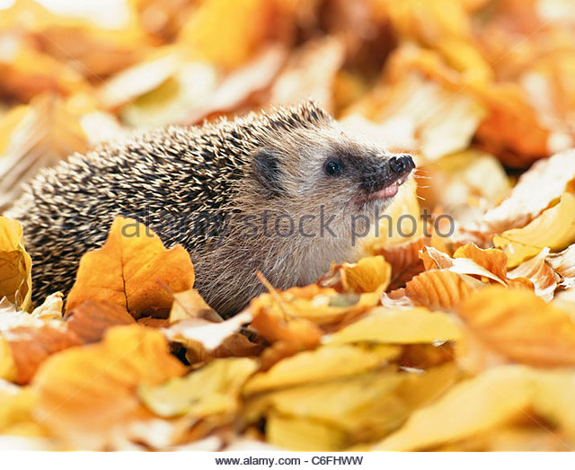 Hedgehogs Outdoors Stock Photos & Hedgehogs Outdoors Stock Images.