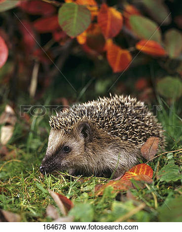 Pictures of European Hedgehog.