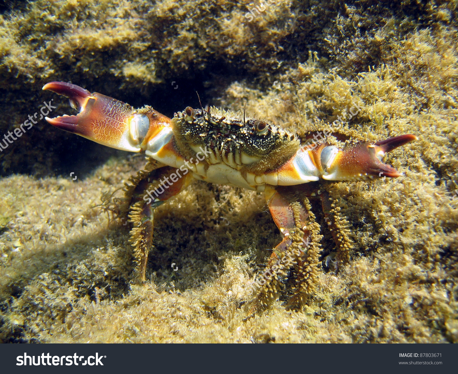 Underwater View Of Warty Crab, Eriphia Verrucosa, On Defensive.