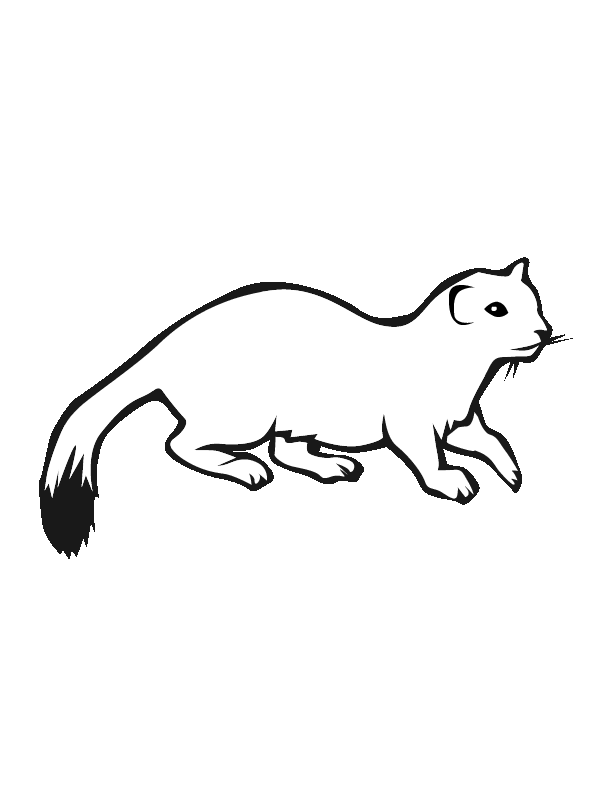 Download Ermine clipart 20 free Cliparts | Download images on Clipground 2021