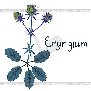 Eryngium plant.