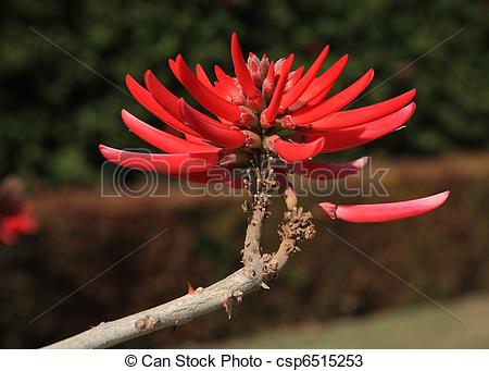 Stock Photos of Variety of Coral Tree.