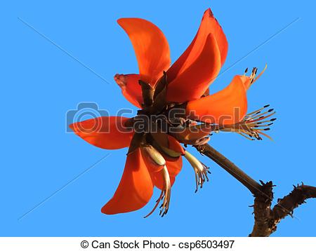Picture of Erythrina.