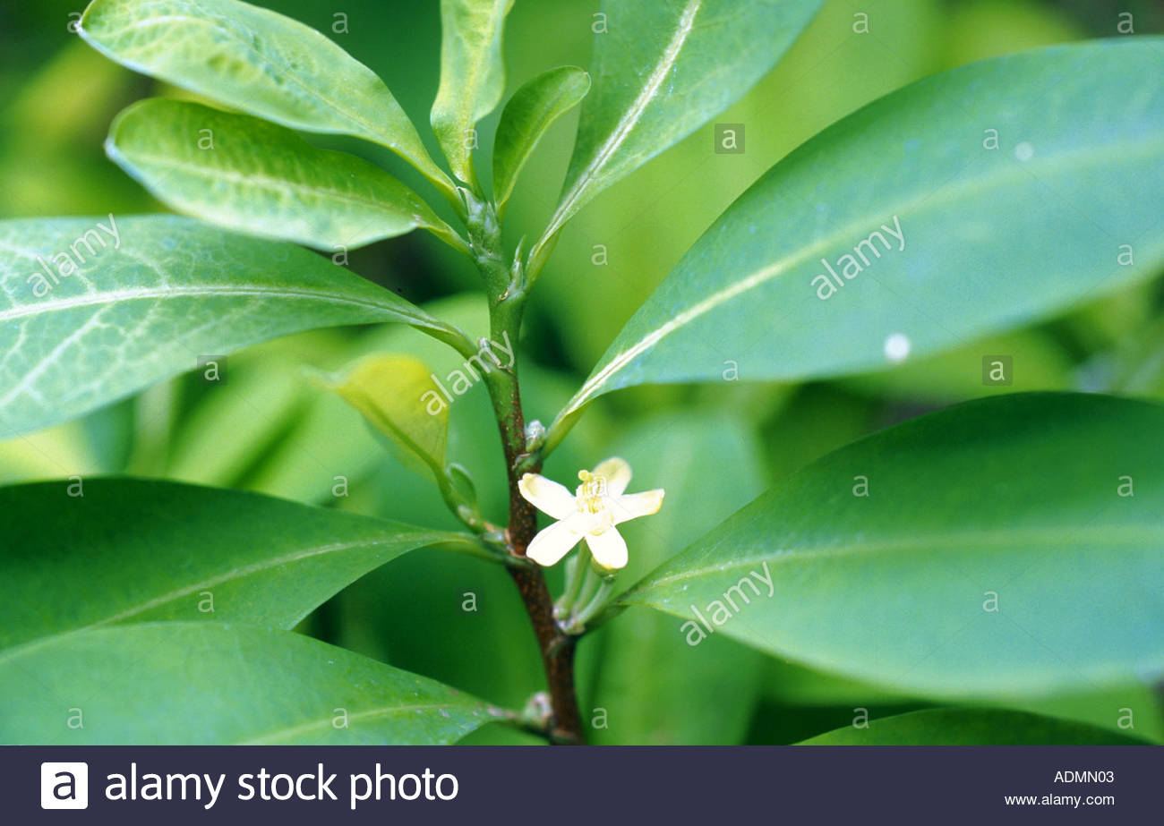 Erythroxylon Coca Stock Photos & Erythroxylon Coca Stock Images.