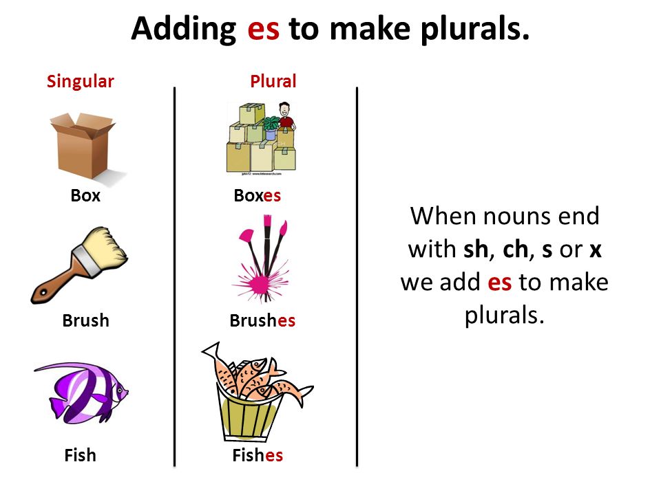 Rules For Adding S And Es To Nouns