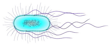 E coli clipart.