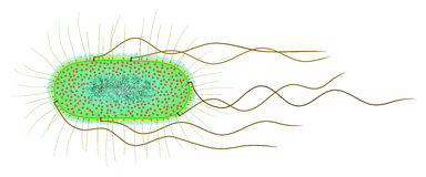 E coli clipart.