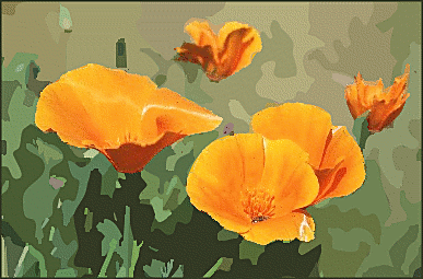 California poppy clipart.