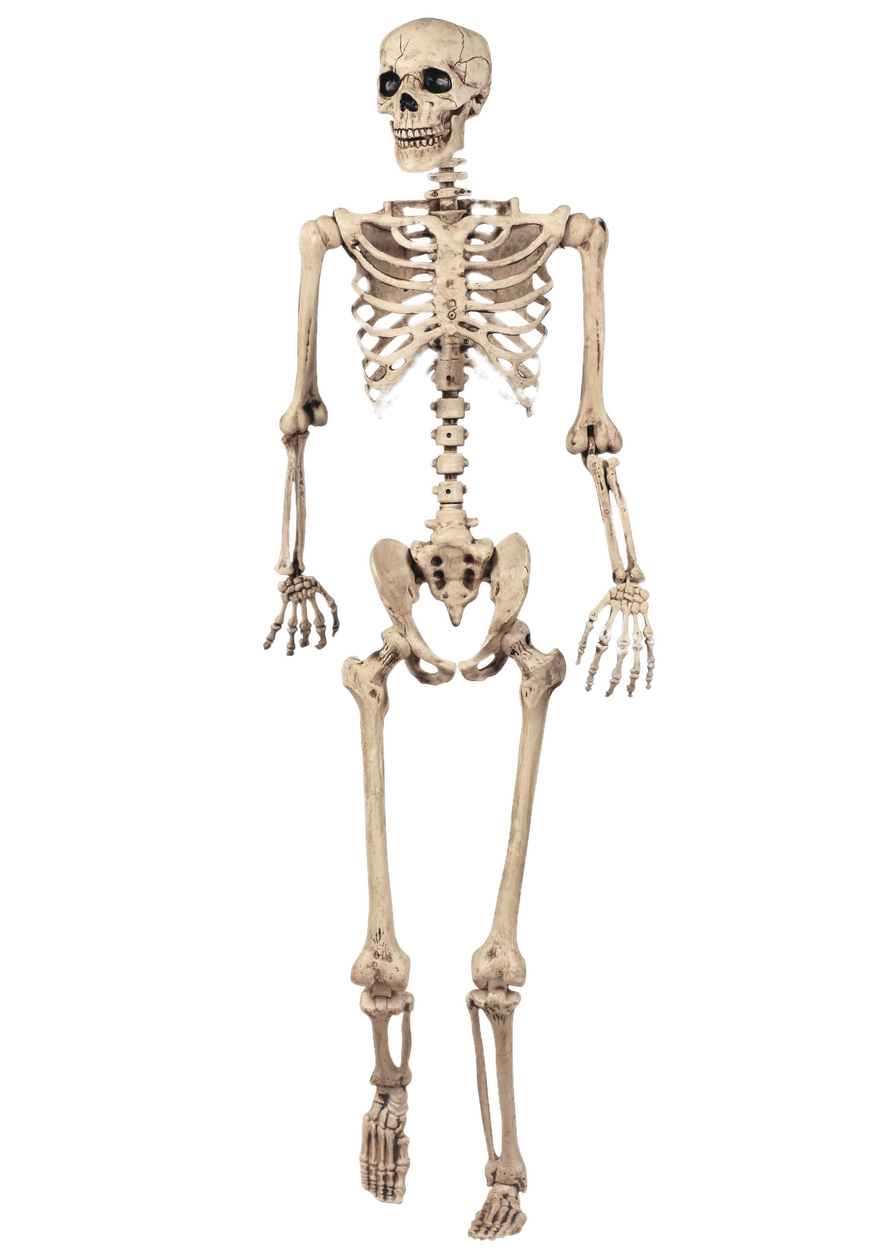 Esqueleto Entero Modelo PNG transparente.