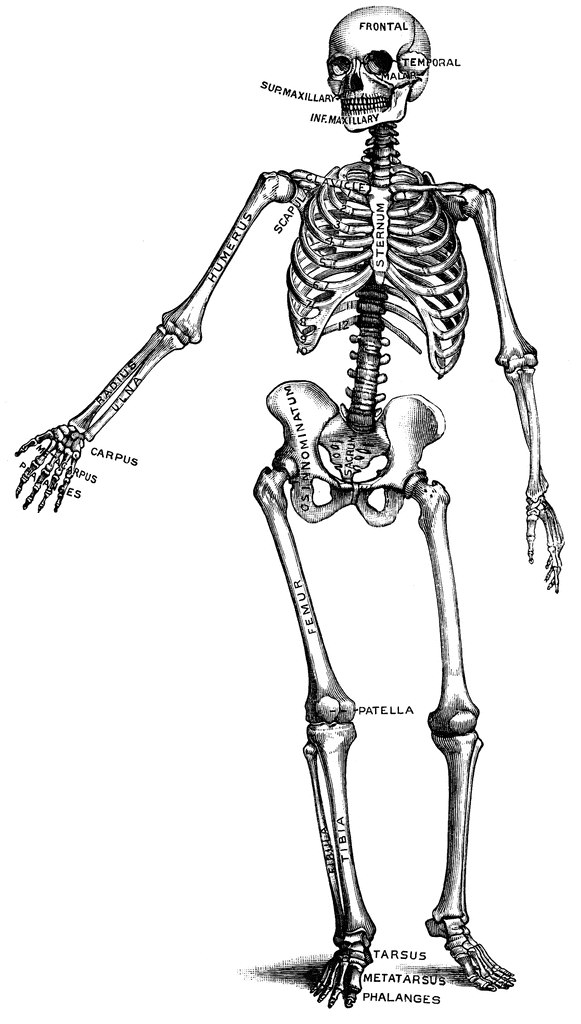 Human skeleton clipart etc 2.