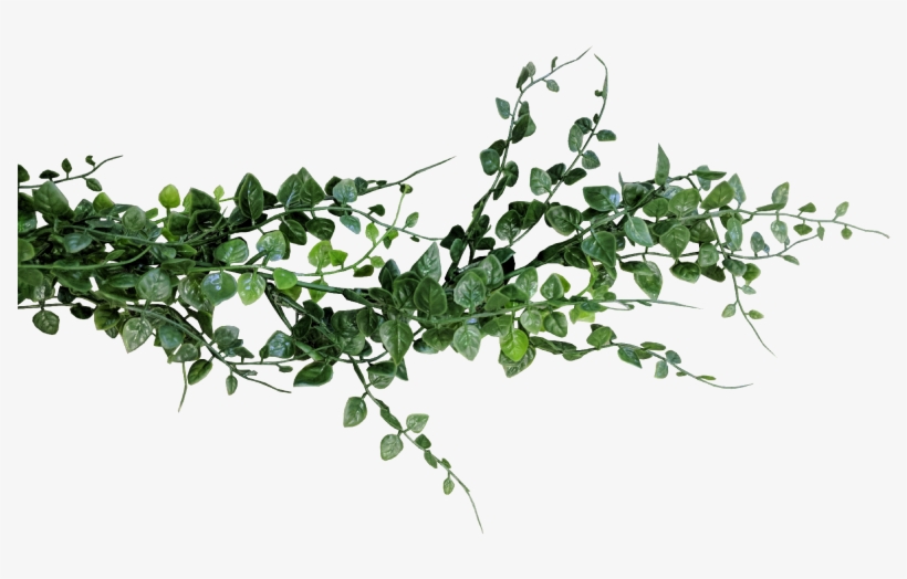eucalyptus garland png 10 free Cliparts | Download images on Clipground