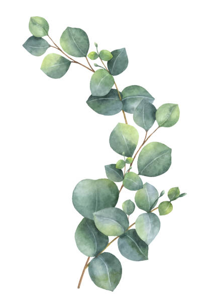 eucalyptus leaves clip art 10 free Cliparts | Download images on ...