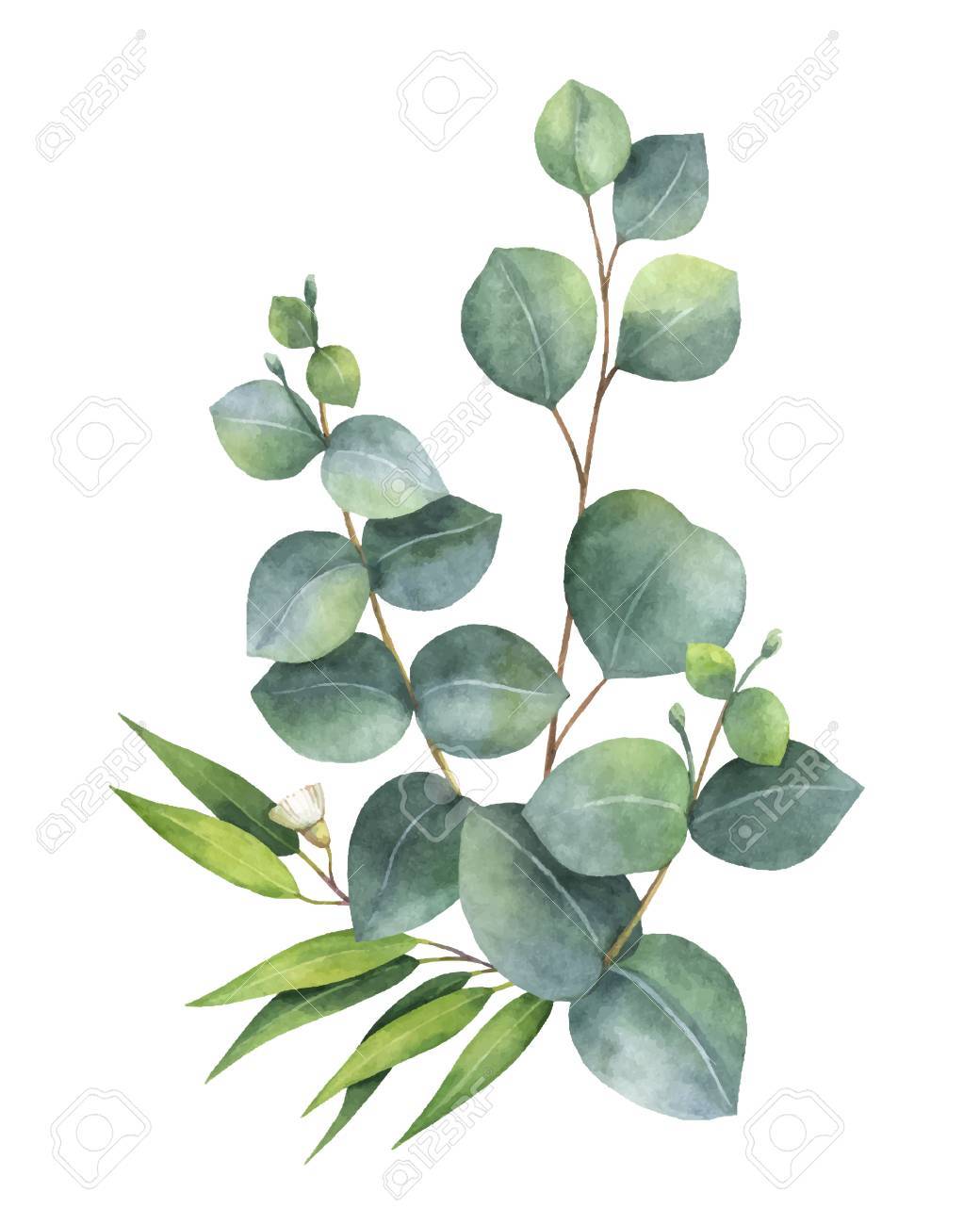 eucalyptus leaves clip art 10 free Cliparts | Download images on