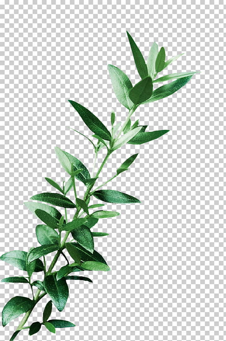 eucalyptus vine clipart 10 free Cliparts | Download images on